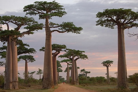 Baobab Avenija